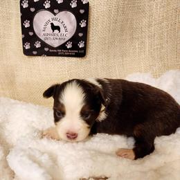 Buster - Red tri male Miniature Australian Shepherd puppy in Logansport, Indiana from Sandy Hill Farm Aussies, LLC