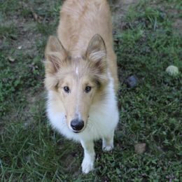 Collie Puppies from Otter Point Collies