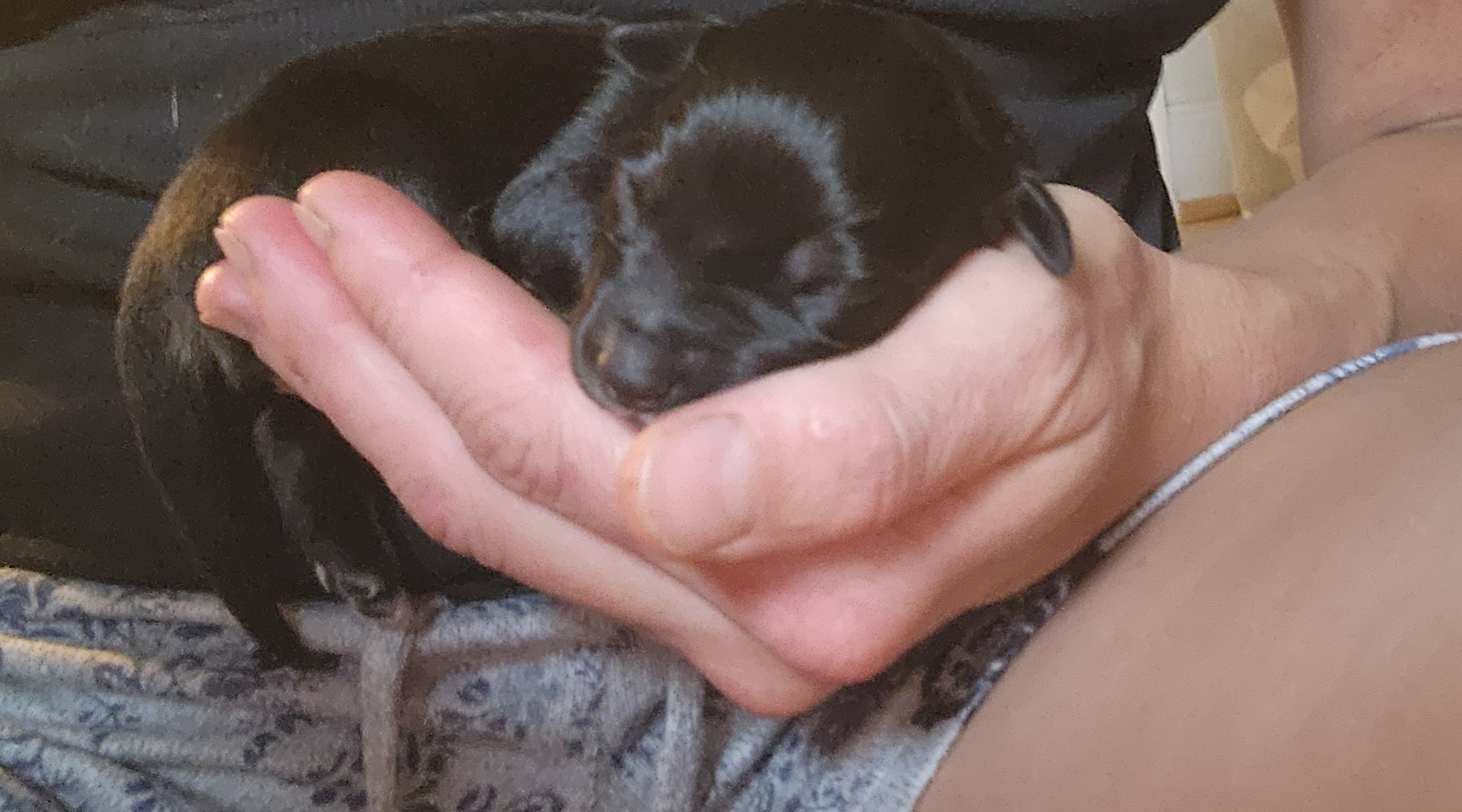 Miniature Australian Shepherd Puppies from Carter's Cuties