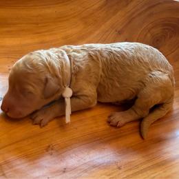 Rodanthe - Apricot female Poodle puppy in Swansboro, North Carolina from Monarch Standard Poodles