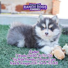 Jaden - Blue male Pomsky puppy in Humeston, Iowa from M.A.R. Dogs