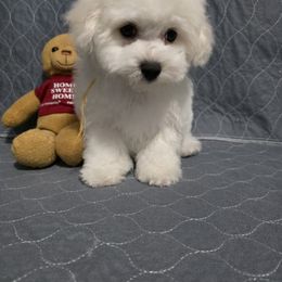 Bear - White male Bichon Frise puppy in Los Lunas, New Mexico from Sweetwaterbichonfriseandpoodles.com