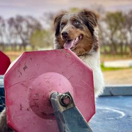 Penny - Australian Shepherd