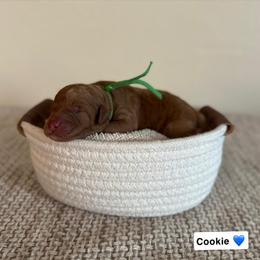 X - Red  male Goldendoodle puppy in Crothersville, Indiana from Wischmeier’s Doodles