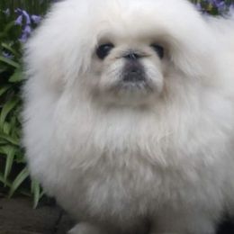 Pekingese from Lisa's Pekingese