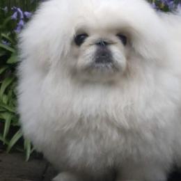 Pekingese from Lisa's Pekingese