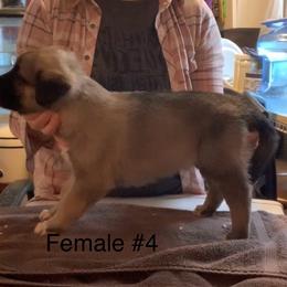 Female 4 - Fawn female Anatolian Shepherd Dog puppy in Daggett, Michigan from T&S Anatolians