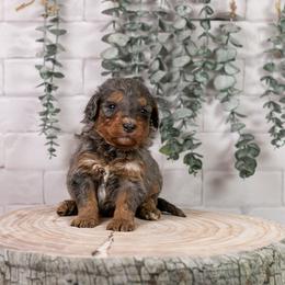 Summit - Family Raised - Blue merle female Bernedoodle puppy in Eureka, Illinois from Joley Aire Family Dogs