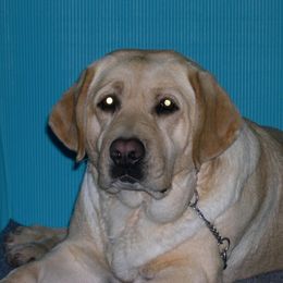 Labrador Retriever and Sussex Spaniel All Grown Up from Marstad