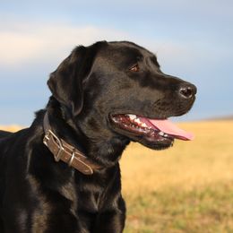 Black Dog - Labrador Retriever