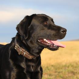 Black Dog - Labrador Retriever
