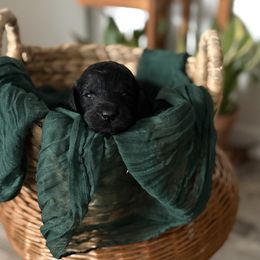 Girl 5 - Phantom female Goldendoodle puppy in Washington, Illinois from Lola Bear Goldendoodles