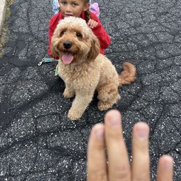 Stella - Goldendoodle