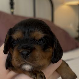 Cavalier King Charles Spaniel Puppies from Fern Valley Cavaliers