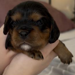 Cavalier King Charles Spaniel Puppies from Fern Valley Cavaliers