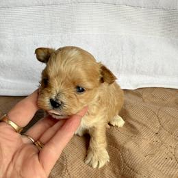Buffy - Apricot female Maltipoo puppy in Bowling Green, Kentucky from Denise Clark