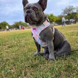 Apple - French Bulldog