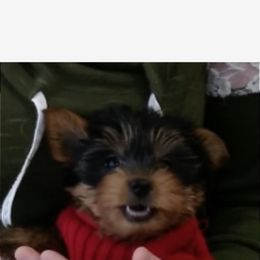 Poodle, Yorkipoo, and Yorkshire Terrier Puppies from Yorkie Oodle Doodle