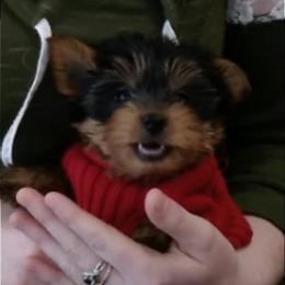 Poodle, Yorkipoo, and Yorkshire Terrier Puppies from Yorkie Oodle Doodle