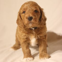 Lola's Gray Boy - Apricot male Goldendoodle puppy in Coppell, Texas from Bethel Stream Goldendoodles