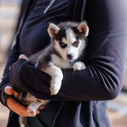 Woody - Black and white male Pomsky puppy in Waddell, Arizona from Winsome Pomskies