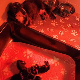 Dachshund puppies from Township Line Dachshunds & Brittanys