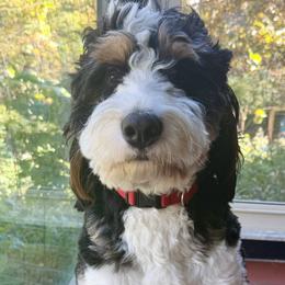 Bernedoodles from Doodle Duo
