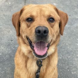 Rocky - Labrador Retriever