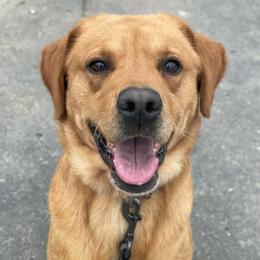 Rocky - Labrador Retriever