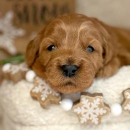 Teddy - Red  male Goldendoodle puppy in Boise, Idaho from Goldendoodle Baby