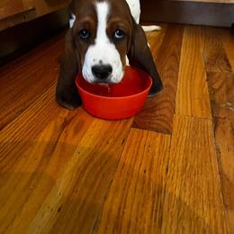 Basset Hound Puppies from Royal Baez Basset