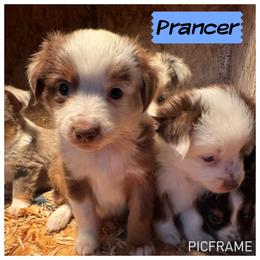 Prancer - Red tri male Toy Australian Shepherd puppy in Menan, Idaho from Teton Toy Aussies