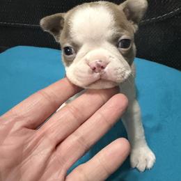 DJ - Lilac female Boston Terrier puppy in Wellington, Ohio from Twist of Faith Farms