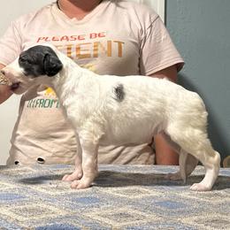 Girl 5 - Silver female Borzoi puppy in Marysville, California from Justart Borzoi