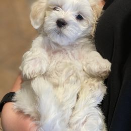 Maltipoo Puppies from A Batch of Cookie’s