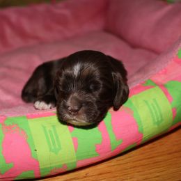 Fiyero - Brown male Cocker Spaniel puppy in Hickory, North Carolina from Home Grown Cocker Spaniels