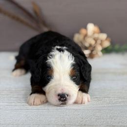 Egg - Tri-color male Bernedoodle puppy in El Campo, Texas from Little Fur Friends Bernedoodles