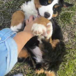 Bernese Mountain Dog Puppies from Willow Springs Doodles