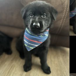 German Shepherd Puppies from Prolific Northwest K9s