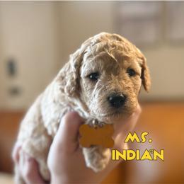 Ms. Indian - Apricot female Cavapoo puppy in Sacramento, California from Dandy Doodles Goldendoodles