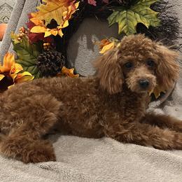 Poodle puppies from Loves Toy Poodles