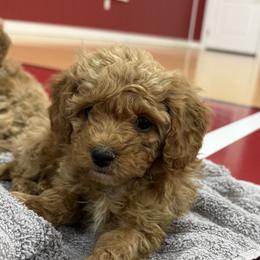Snickers - Red  female Poodle puppy in Washington, Indiana from Sugarland Puppies