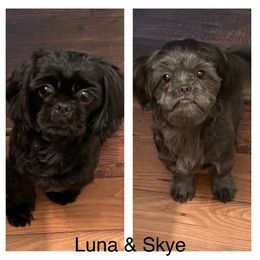 Shih Tzu Puppies from LaDawn’s Little Lions