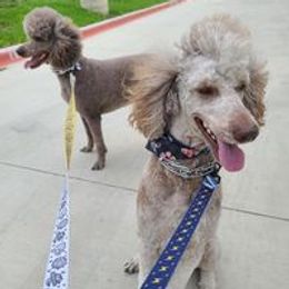 Luke - Poodle