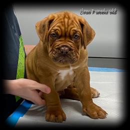 Dogue de Bordeaux puppies from Doucette’s De Bordeaux