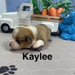 Kaylee - Sable female Pembroke Welsh Corgi puppy in Apison, Tennessee from Ashmore Corgis
