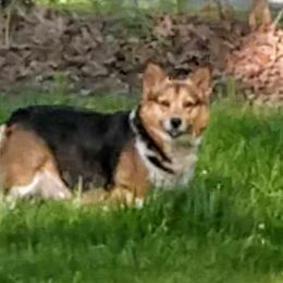 Pembroke Welsh Corgi All Grown Up from Robbie Segraves