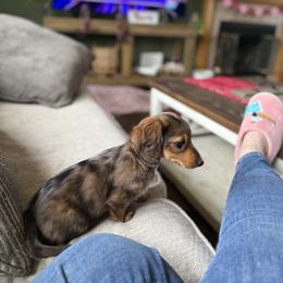 Girl 1 Dapple Meijah - Dapple female Dachshund puppy in Swanton, Ohio from Mighty But Mini Dachshunds