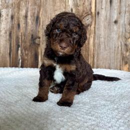 Kirby - Phantom female Bernedoodle puppy in Savannah, Missouri from Rose Creek Mini Aussies and doodles