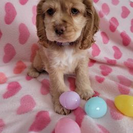 Cocker Spaniel Puppies from Sunshine Cocker Spaniels